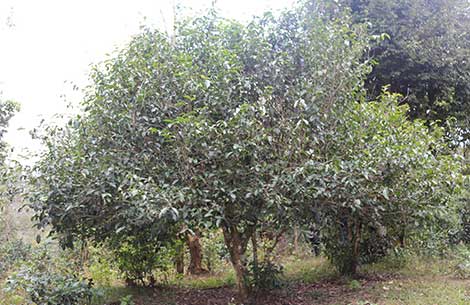 中吉號茶園